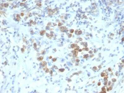 Pax6 Antibody (SPM612) - Azide and BSA Free Immunohistochemistry-Paraffin: Pax6 Antibody (SPM612) - Azide and BSA Free [NBP3-11573] -