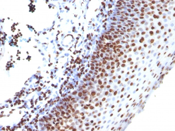H1F0 Antibody (SPM256) - Azide and BSA Free Immunohistochemistry-Paraffin: H1F0 Antibody (SPM256) - Azide and BSA Free [NBP3-11577] -