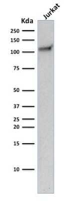 CD31/PECAM-1 Antibody (C31.10) - Azide and BSA Free Western Blot: CD31/PECAM-1 Antibody (C31.10) - Azide and BSA Free [NBP3-11580] -
