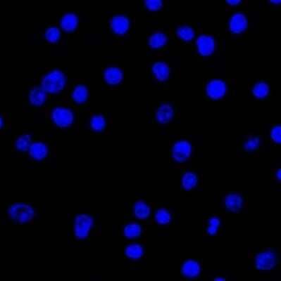 Lambda Light Chain Antibody (LcN-2) - Azide and BSA Free Immunocytochemistry/ Immunofluorescence: Lambda Light Chain Antibody (LcN-2) - Azide and BSA Free [NBP3-11602] -
