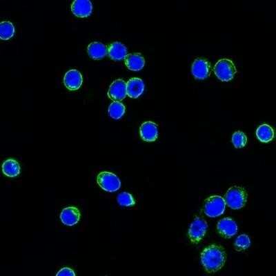 Lambda Light Chain Antibody (LcN-2) - Azide and BSA Free Immunocytochemistry/ Immunofluorescence: Lambda Light Chain Antibody (LcN-2) - Azide and BSA Free [NBP3-11602] -