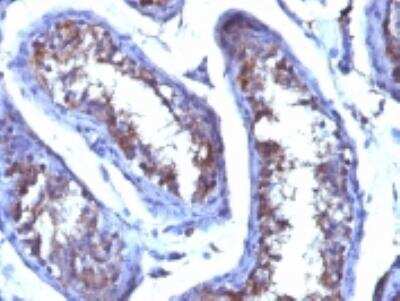 Testosterone Antibody (4E1G2) - Azide and BSA Free Immunohistochemistry-Paraffin: Testosterone Antibody (4E1G2) - Azide and BSA Free [NBP3-11603] -