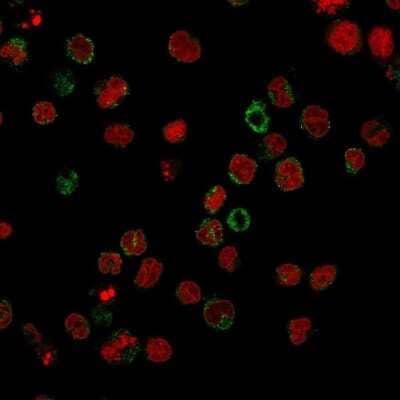 SSEA-1 Antibody (FR4A5) - Azide and BSA Free Immunocytochemistry/ Immunofluorescence: SSEA-1 Antibody (FR4A5) - Azide and BSA Free [NBP3-11605] -