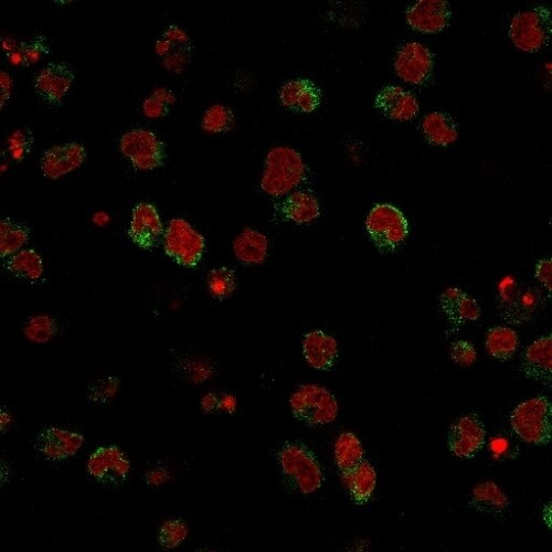 SSEA-1 Antibody (SPM490) - Azide and BSA Free Immunocytochemistry/ Immunofluorescence: SSEA-1 Antibody (SPM490) - Azide and BSA Free [NBP3-11606] -