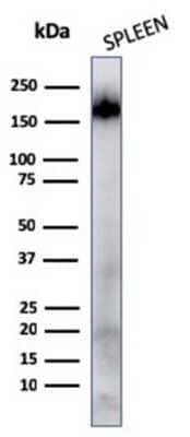 CD45RA Antibody (111-1C5) - Azide and BSA Free Western Blot: CD45RA Antibody (111-1C5) - Azide and BSA Free [NBP3-11607] -
