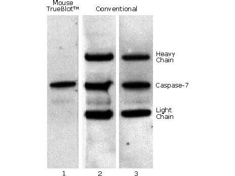 Rat Pure-Blot anti-Mouse IgG (H+L) Secondary Antibody (eB144) [DyLight 680]