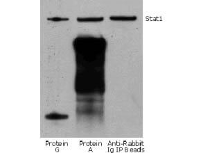 Mouse Pure-Blot anti-Rabbit IgG (H+L) Secondary Antibody (eB182) [DyLight 800]
