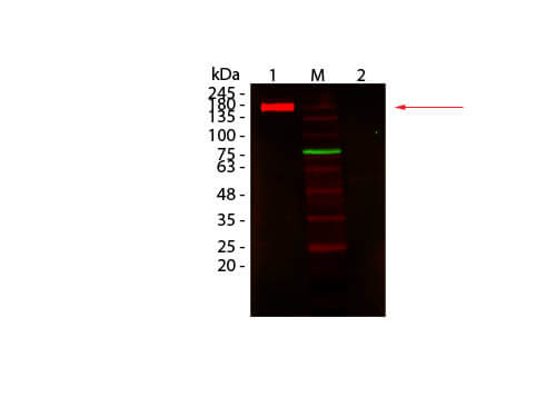 Mouse Pure-Blot anti-Rabbit IgG (H+L) Secondary Antibody (eB182) [DyLight 680]