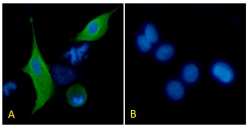 Podoplanin Antibody (PMab-1) - Chimeric - Azide and BSA Free