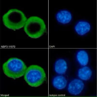 CCRL2/CRAM-A/B Antibody (BZ5B8) - Azide and BSA Free