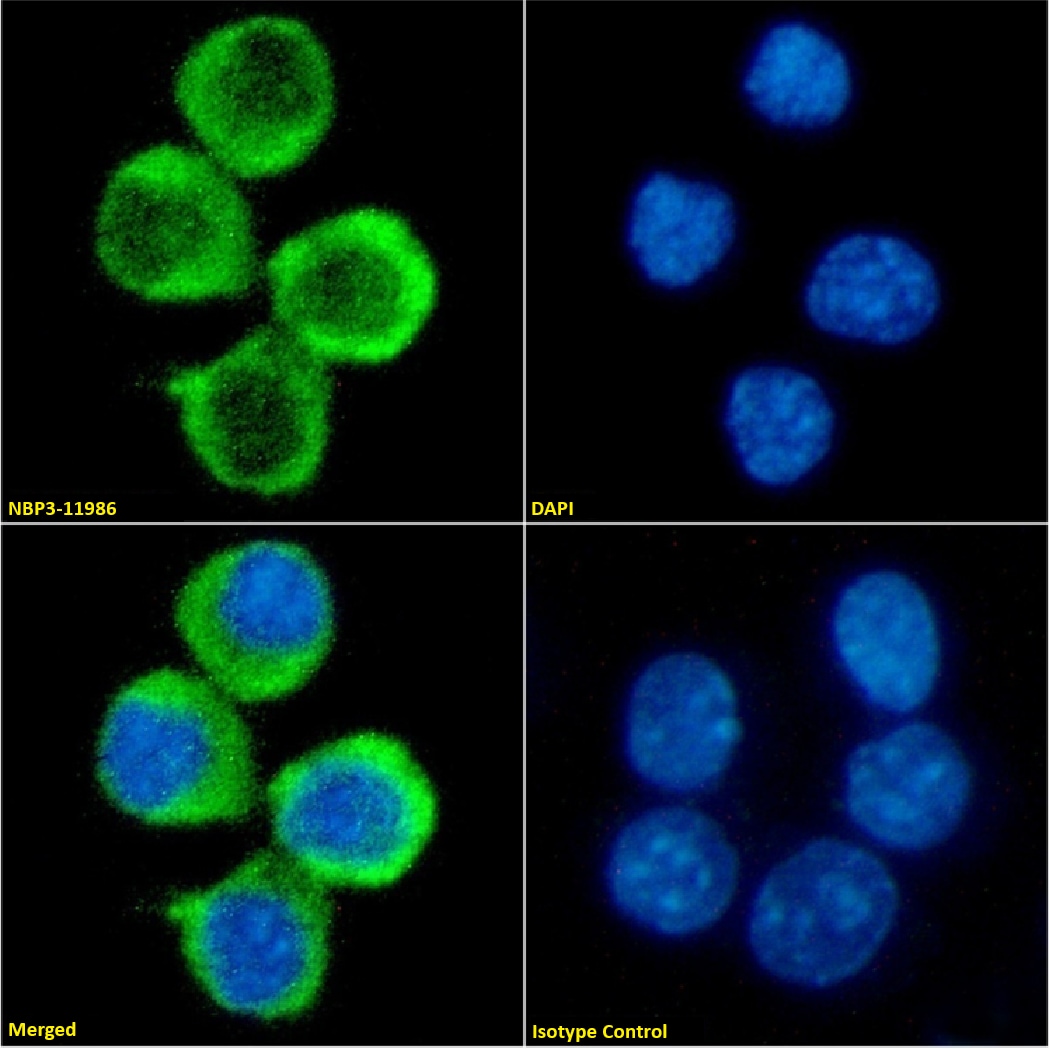 4-1BB Ligand/TNFSF9 Antibody (AT113-2) - Chimeric - Azide and BSA Free