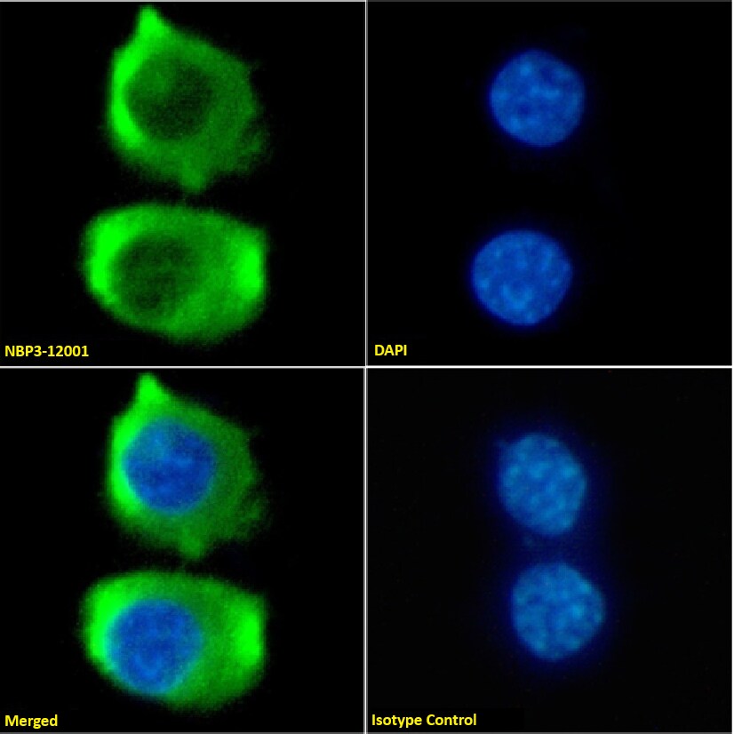 CCR9 Antibody (9B1) - Chimeric - Azide and BSA Free