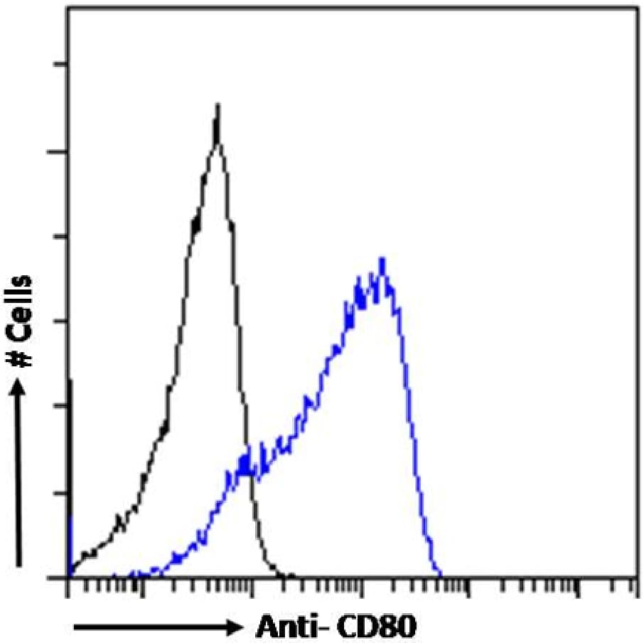 B7-1/CD80 Antibody (16C10) - Chimeric - Azide and BSA Free