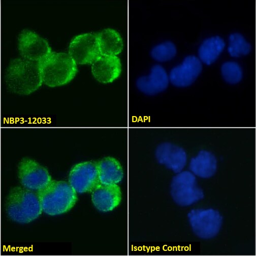 IL-9R Antibody (AH9R2) - Chimeric - Azide and BSA Free