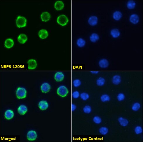 CD98 Antibody (RL388) - Chimeric - Azide and BSA Free