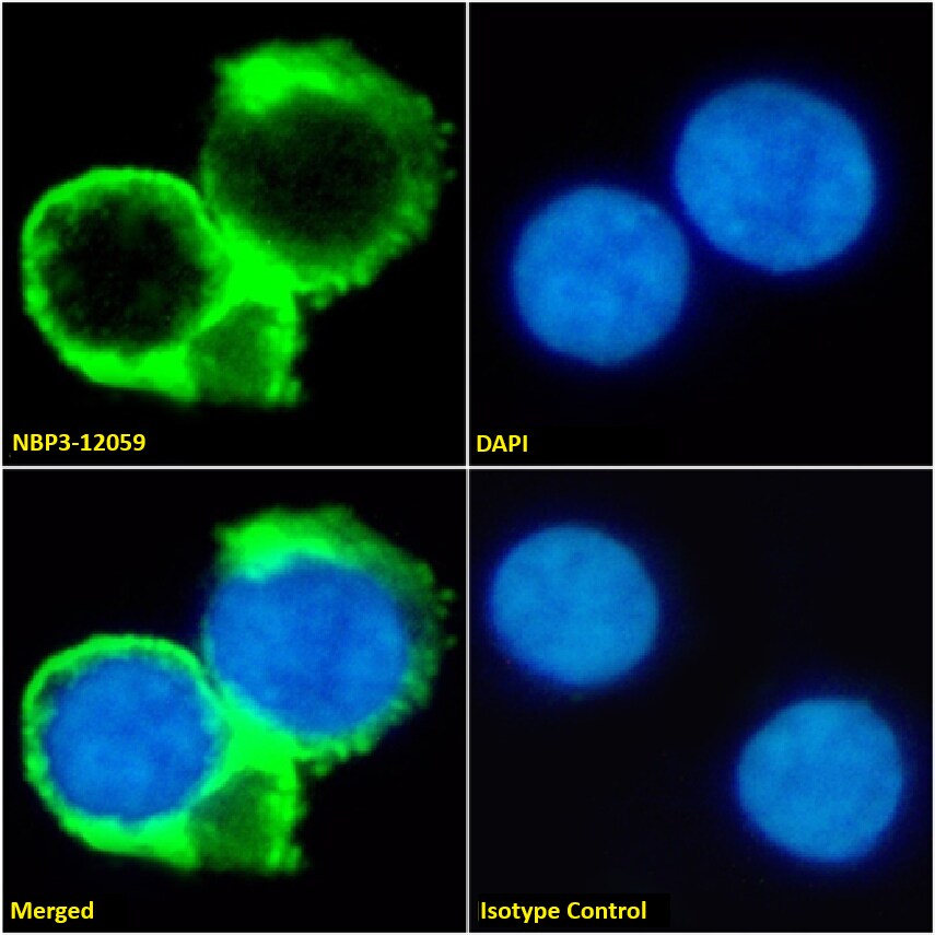 CD53 Antibody (HD77) - Chimeric - Azide and BSA Free