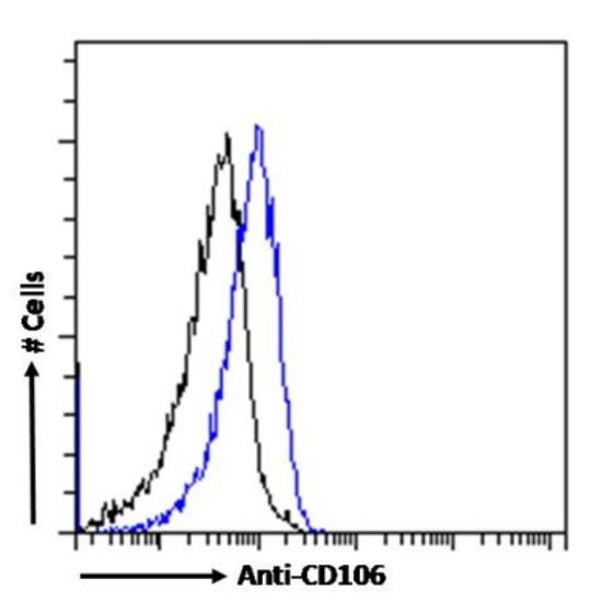 VCAM-1/CD106 Antibody (B-K9 (C106-K9)) - Chimeric - Azide and BSA Free