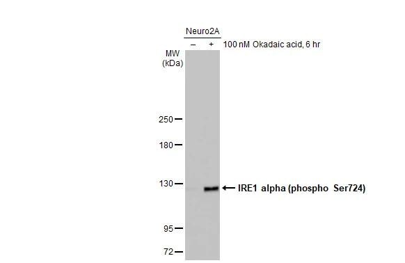 IRE1 alpha [p Ser724] Antibody