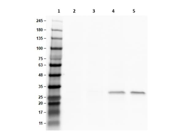 RFP Antibody (RFP40) - VHH - BSA Free