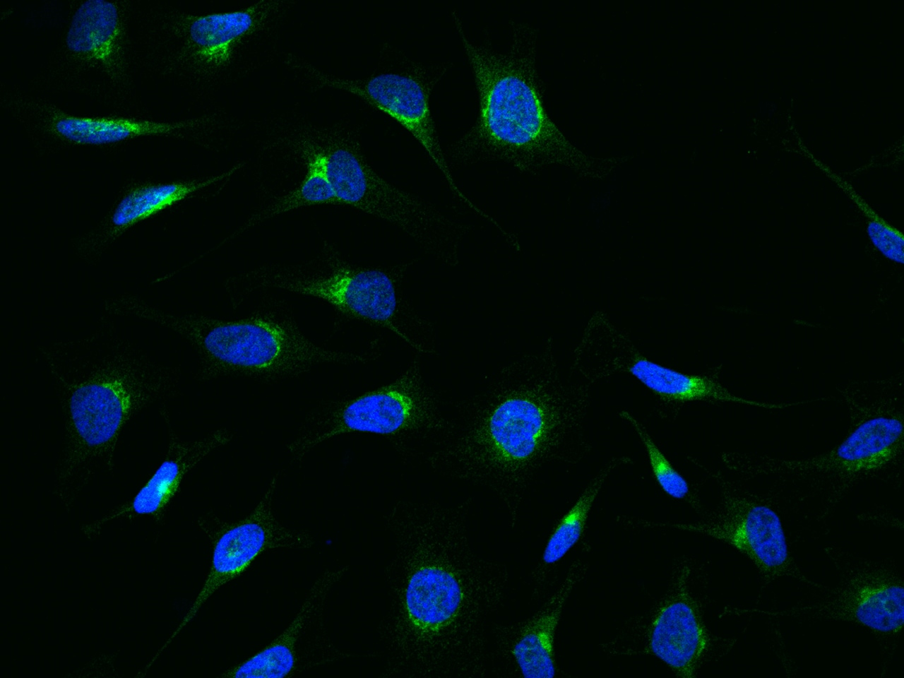 ARF3 Antibody - Azide and BSA Free