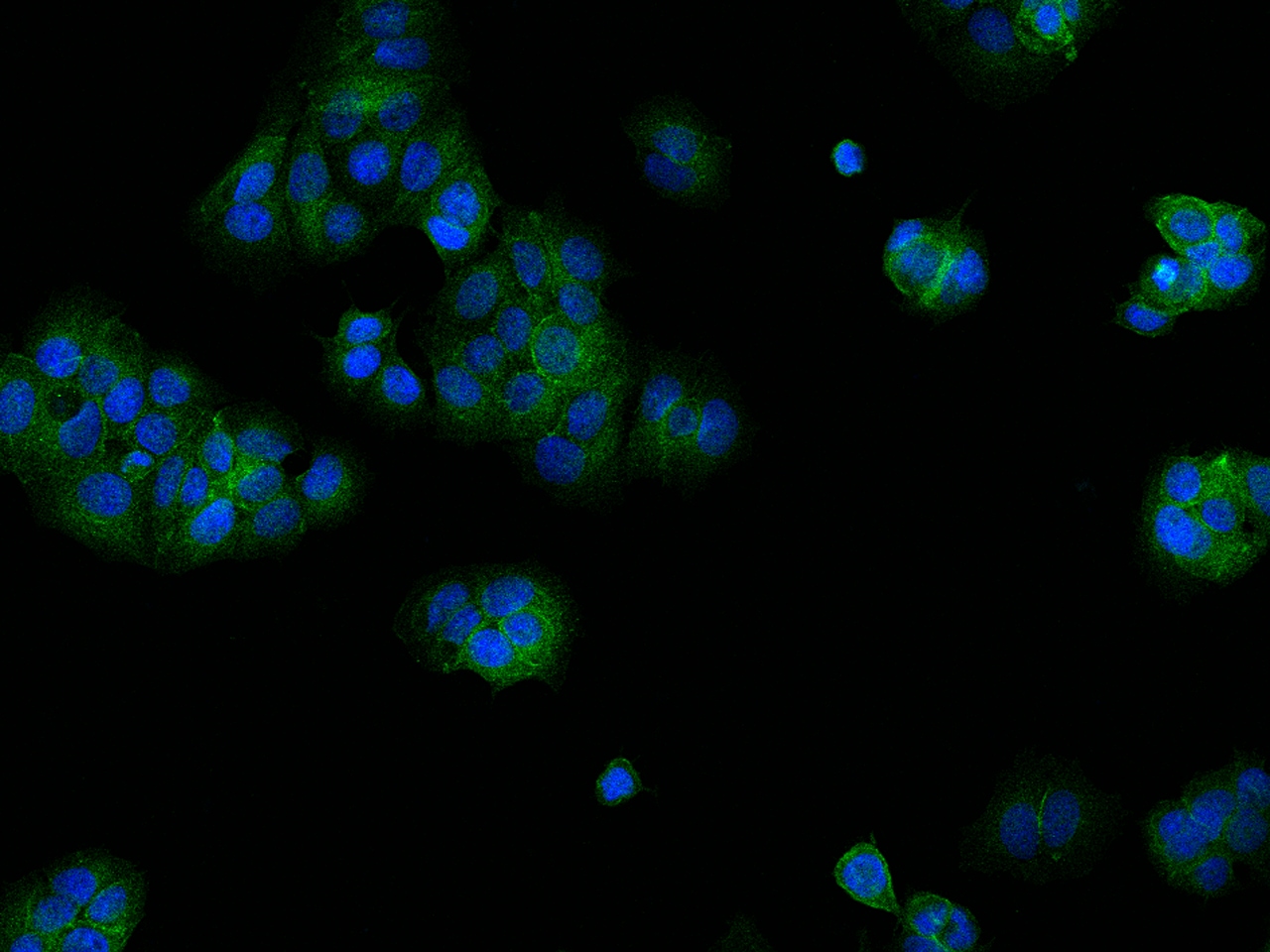 C11orf52 Antibody - BSA Free