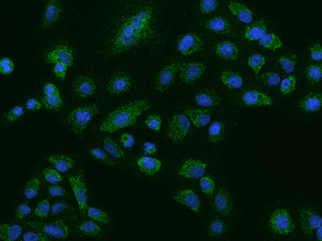 NLRX1 Antibody - BSA Free