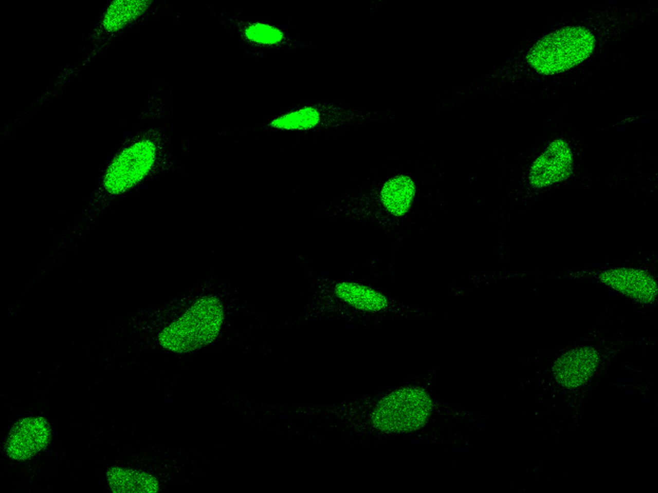 XPC Antibody - BSA Free