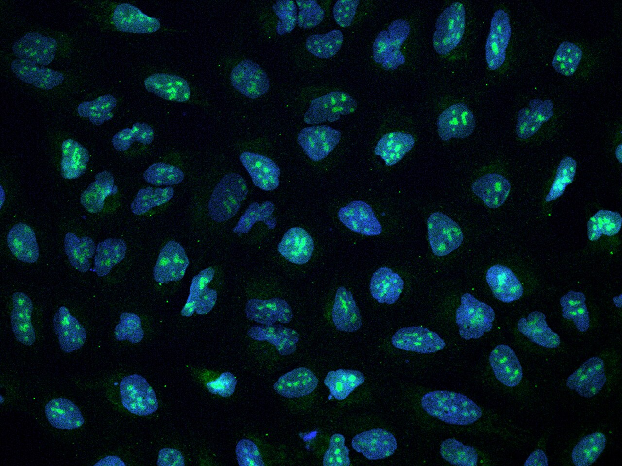 CCDC137 Antibody - BSA Free