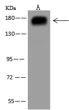 PARG1 Antibody - BSA Free