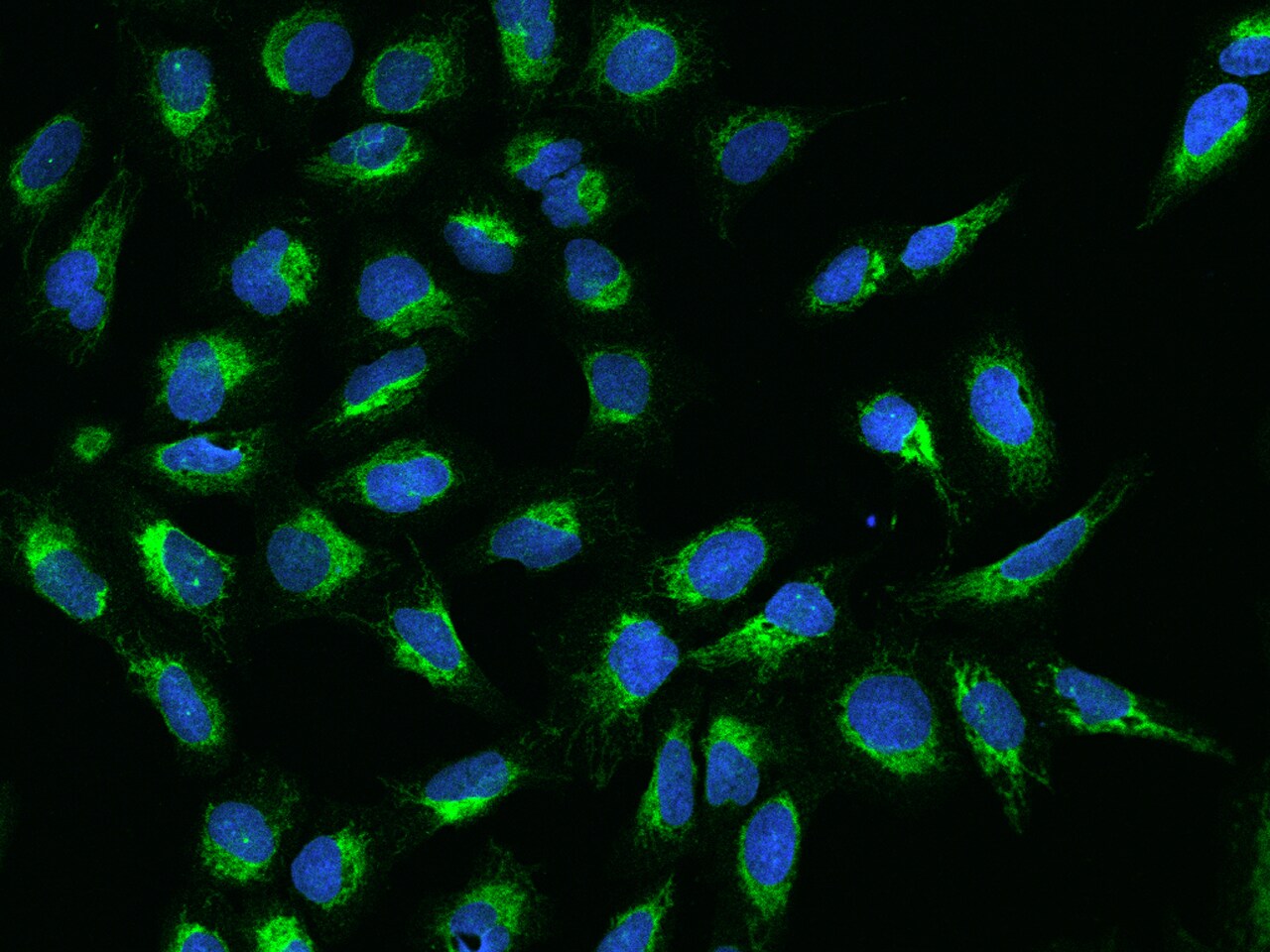 PTRH2 Antibody - BSA Free