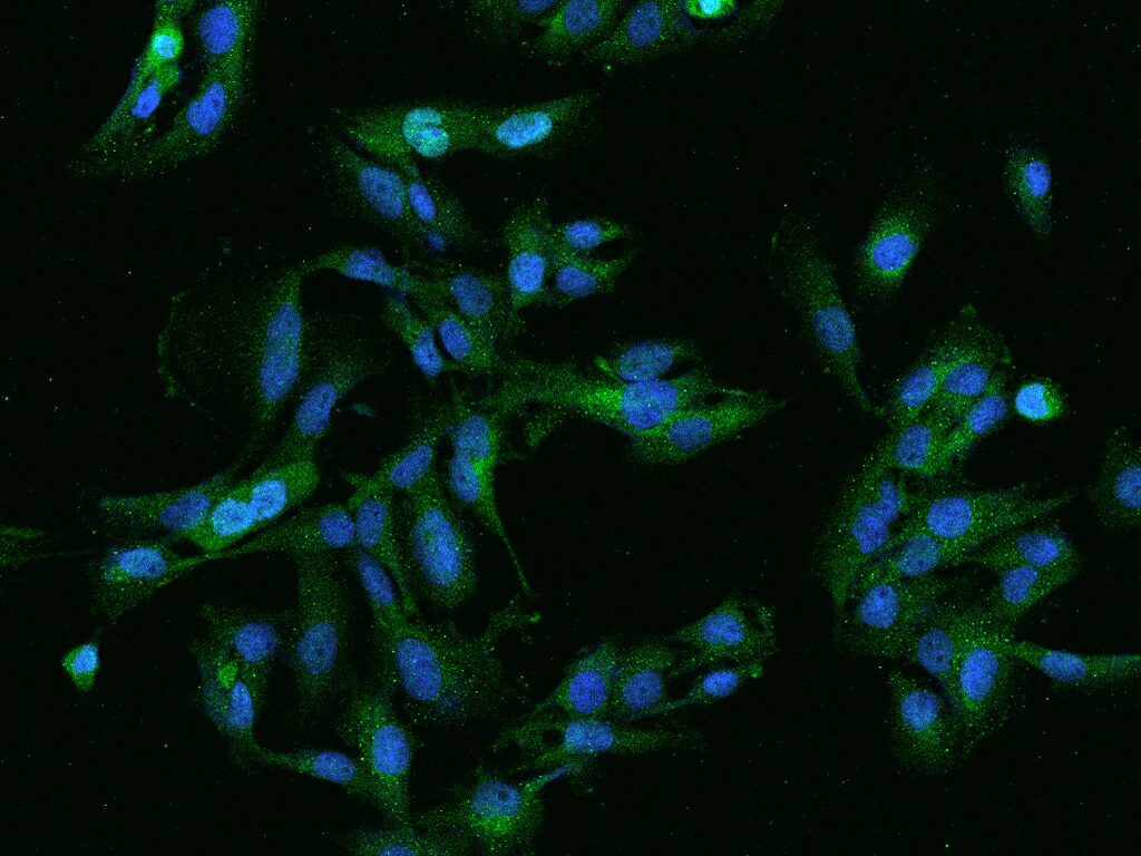 G2E3 Antibody - BSA Free