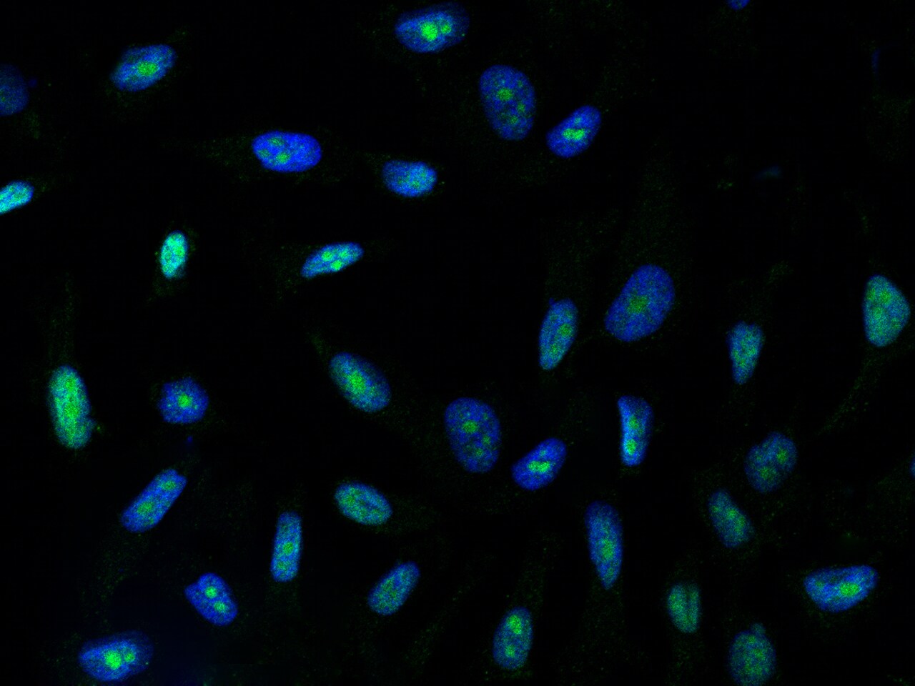 BOP1 Antibody - BSA Free