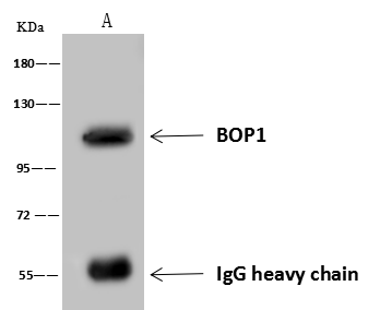 BOP1 Antibody - BSA Free