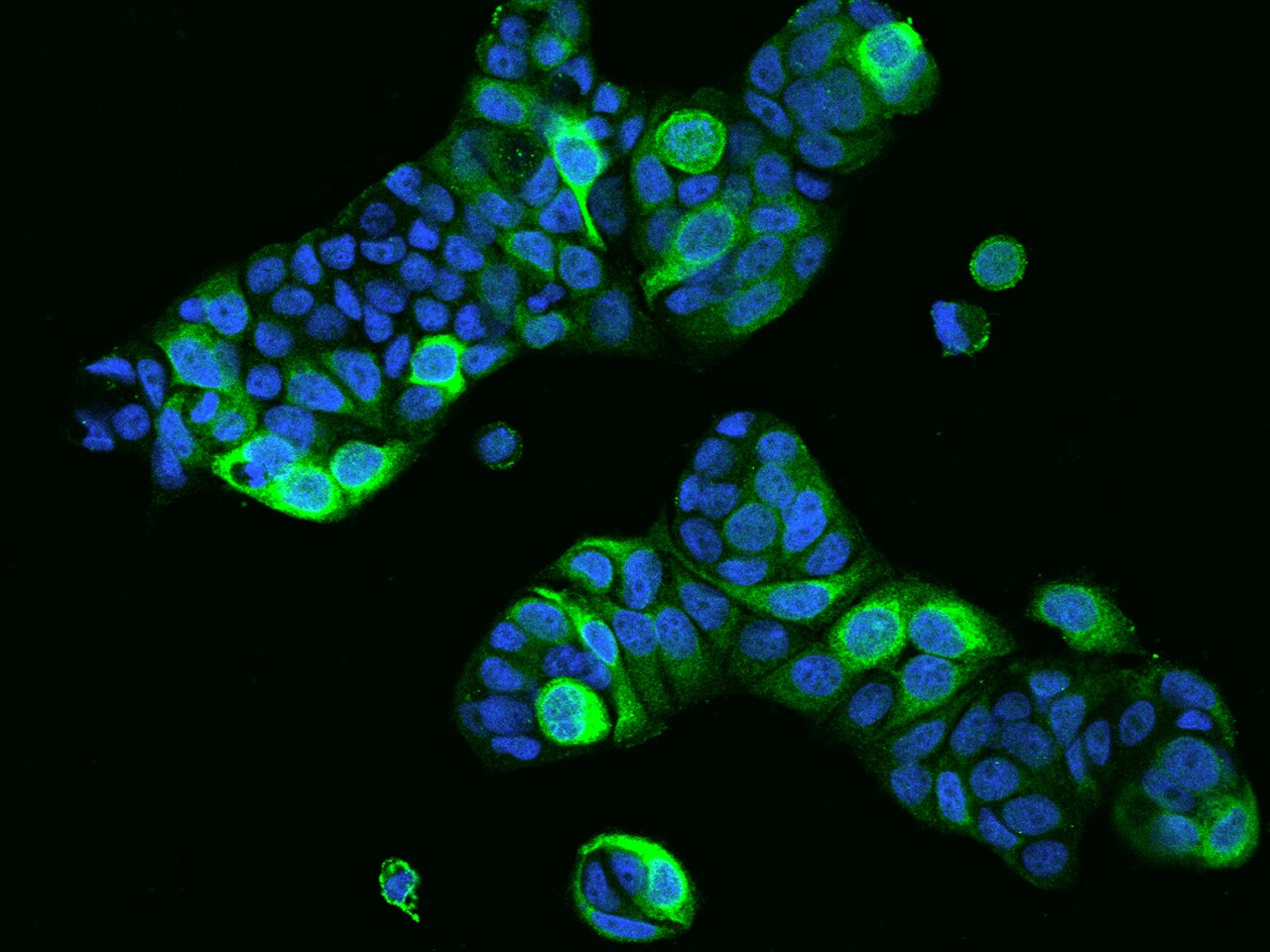PRR11 Antibody - BSA Free
