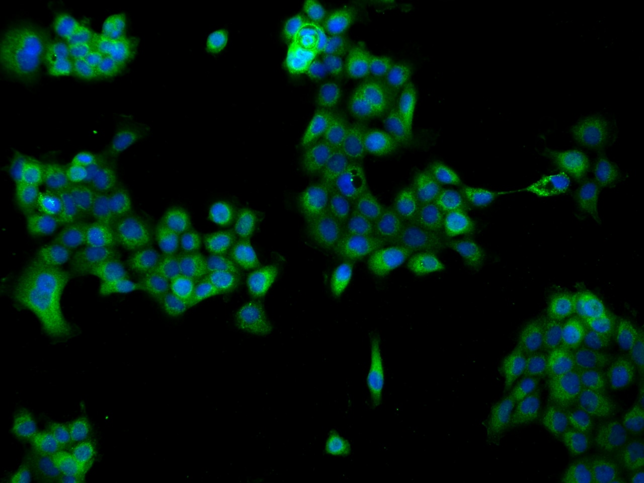 NDUFB6 Antibody - BSA Free