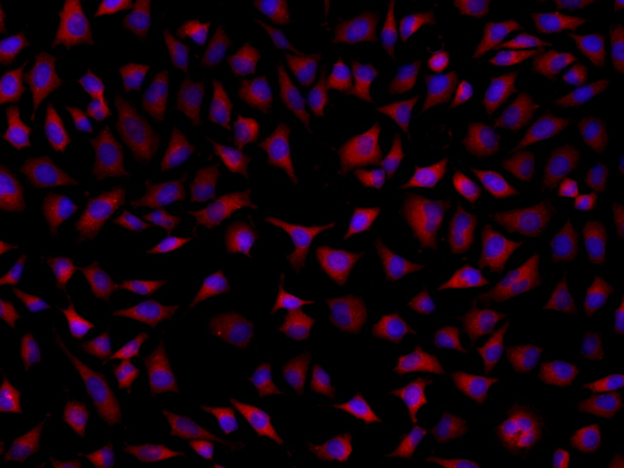 SRCRB4D Antibody - BSA Free