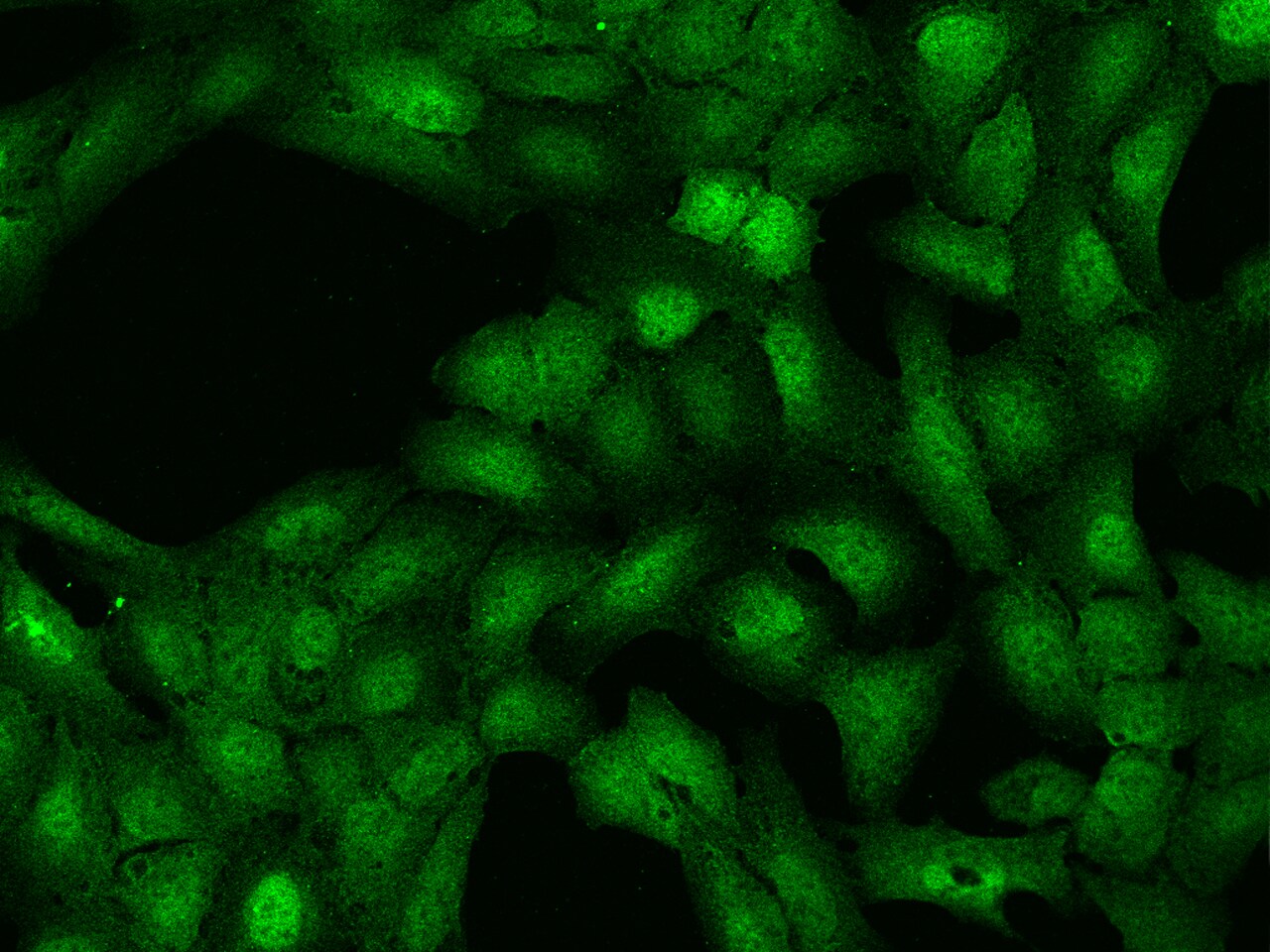 TUG Antibody - BSA Free