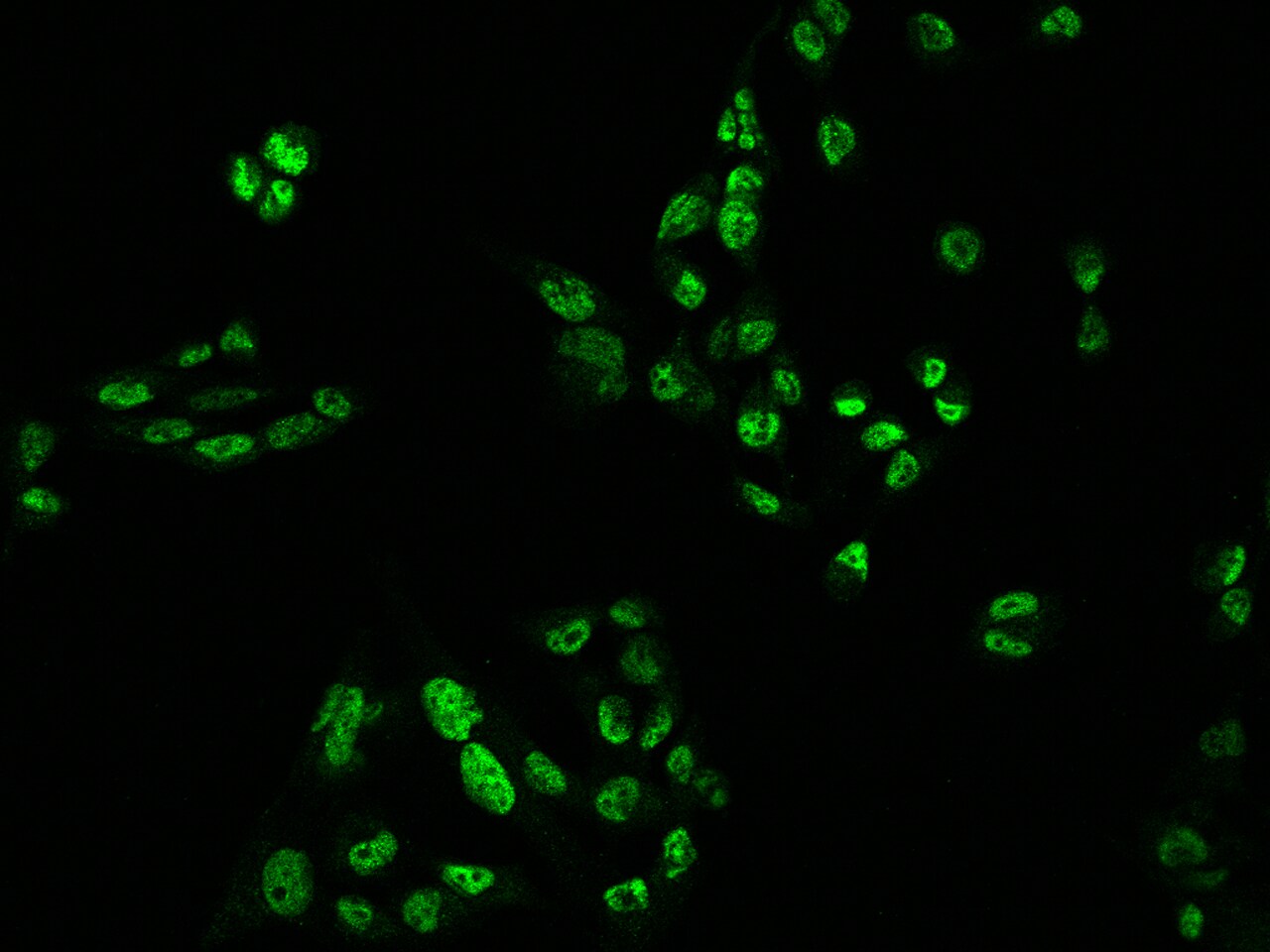 PSPC1 Antibody - BSA Free