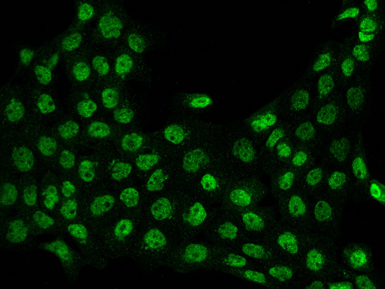 FCHSD1 Antibody - BSA Free