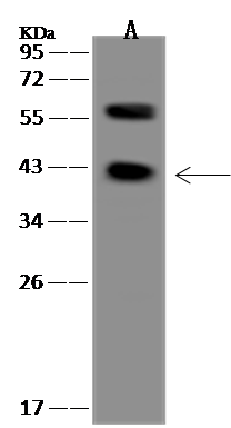 PRRT2 Antibody - BSA Free