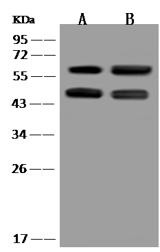 IFIT3 Antibody - BSA Free