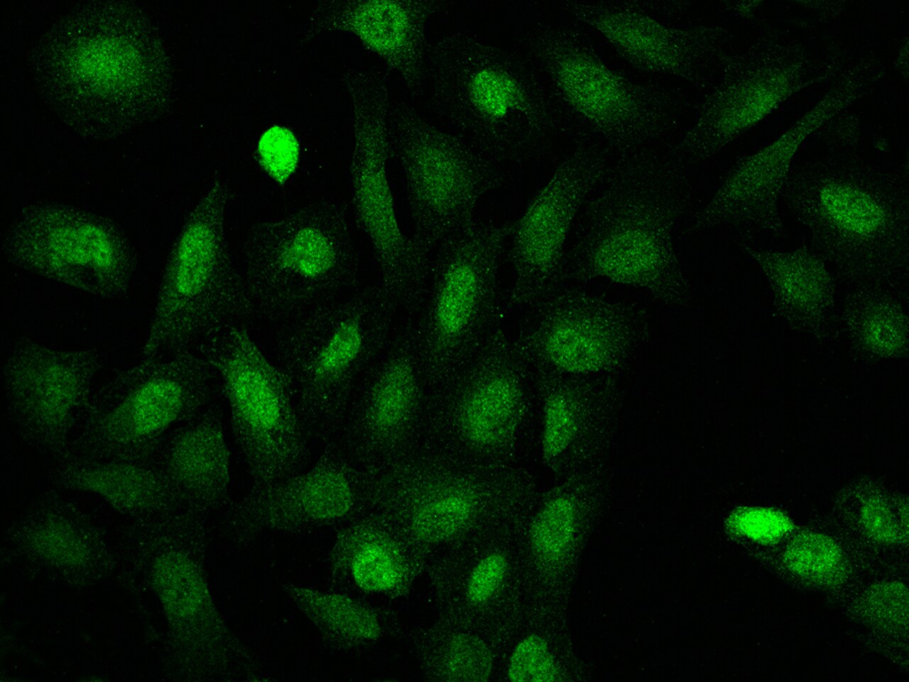 MOG1 Antibody - BSA Free