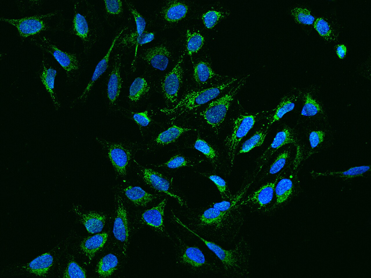 NDUFB11 Antibody - BSA Free