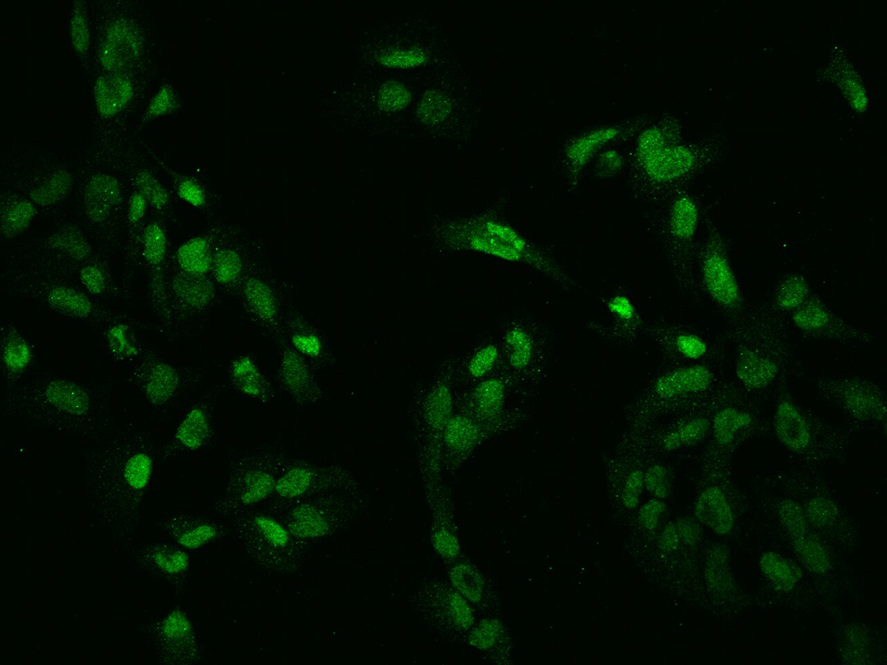 ZNF192 Antibody - BSA Free
