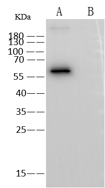 Influenza A nucleoprotein Antibody (010) Western Blot: Influenza A nucleoprotein Antibody (010) [NBP3-12741]