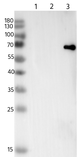 Influenza B nucleoprotein Antibody (016) - Azide and BSA Free