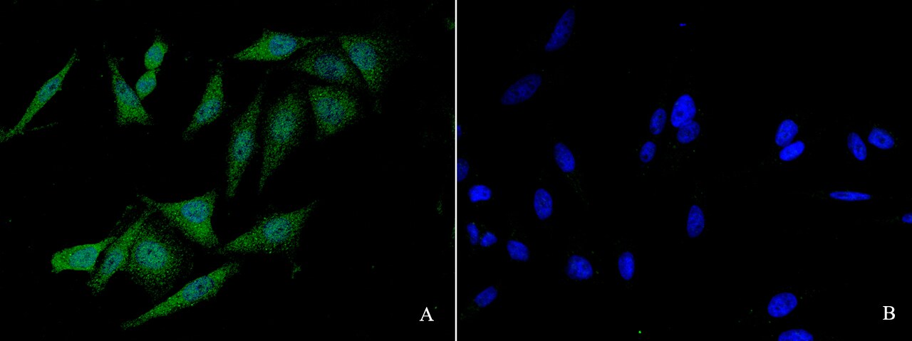 FANCC Antibody - Azide and BSA Free