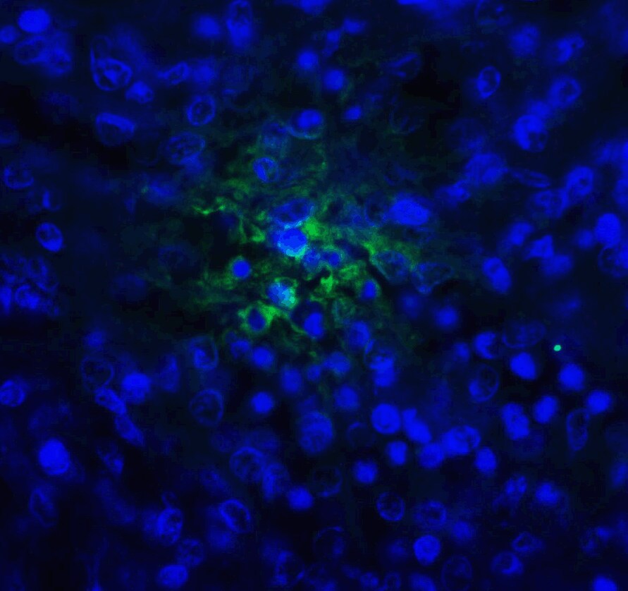 TIGIT Antibody (2B5) - VHH - Azide and BSA Free