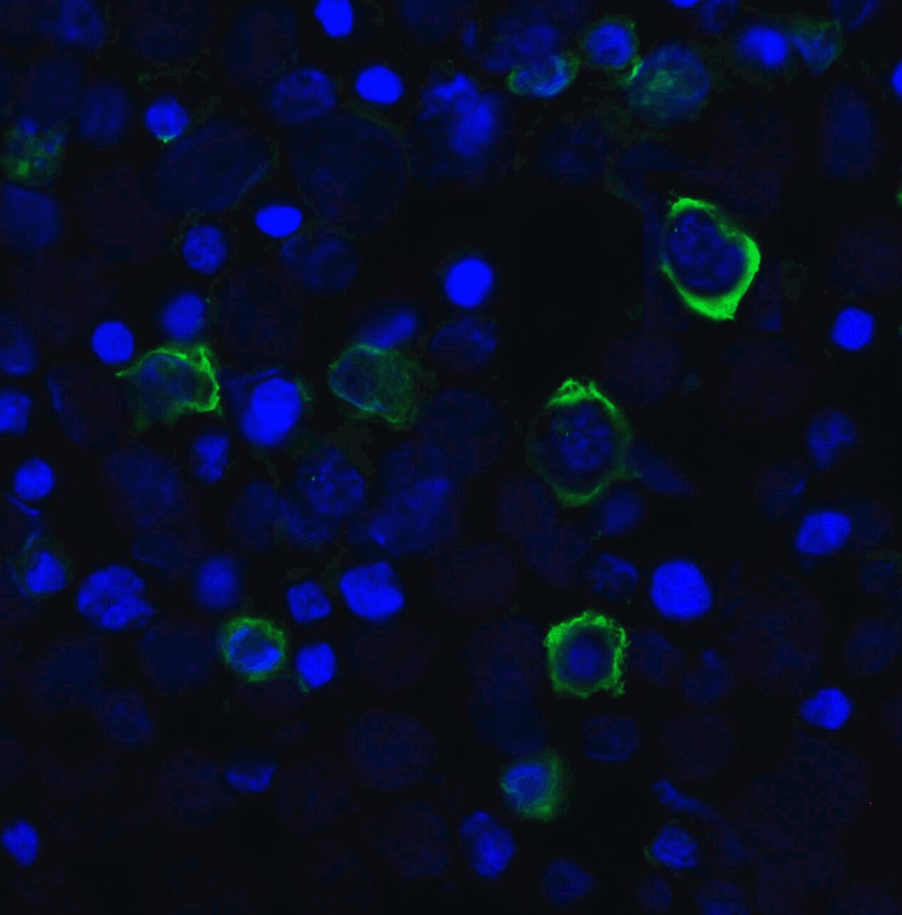 TIGIT Antibody (2B5) - VHH - Azide and BSA Free