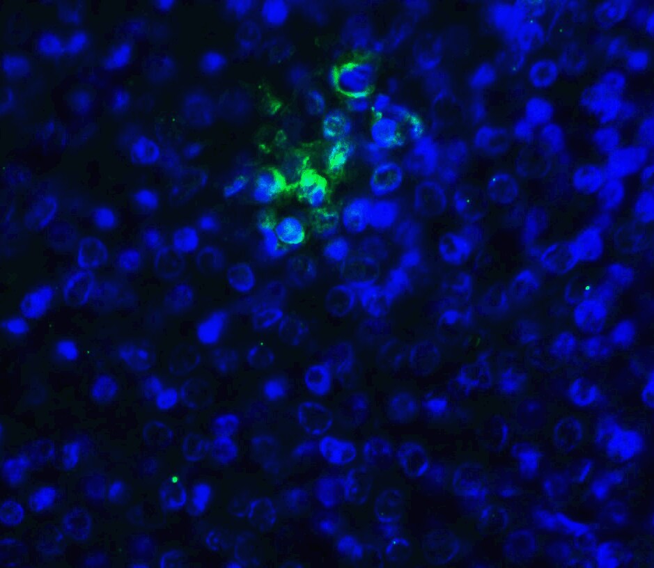 TIGIT Antibody (2F7) - VHH - Azide and BSA Free